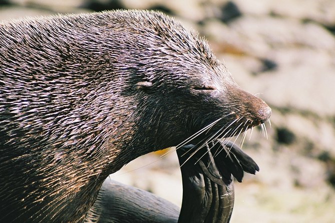 Cruise, Walk, and Sail in Abel Tasman National Park - Traveler Photos