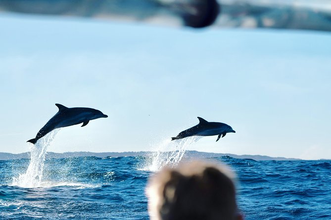 Cruise With Dolphins in Byron Bay - Reviews and Ratings