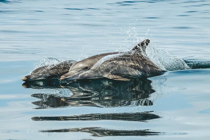 Cruise With Dolphins in Byron Bay - Support and Information