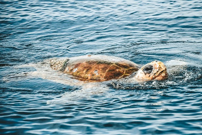 Cruise With Dolphins in Byron Bay - Assistance and Booking