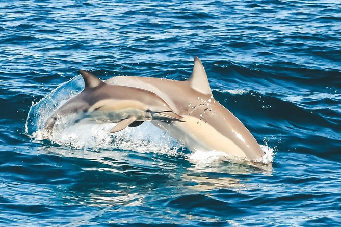 Cruise With Dolphins in Byron Bay - Copyright and Terms & Conditions