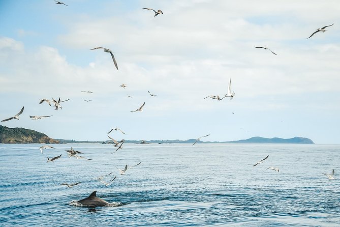 Cruise With Dolphins in Byron Bay - The Sum Up
