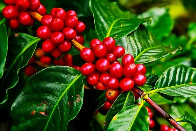 Cruisileline Semarang Port Central Java.(Tlogo Agro Plantation Highlight ) 5H - Pickup Details