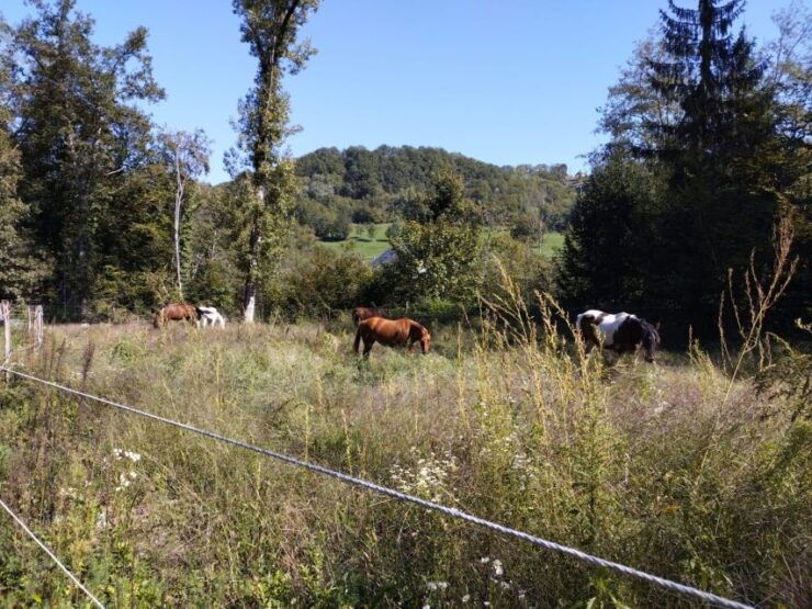 Cruseilles: Horseback Riding in the Countryside - Good To Know