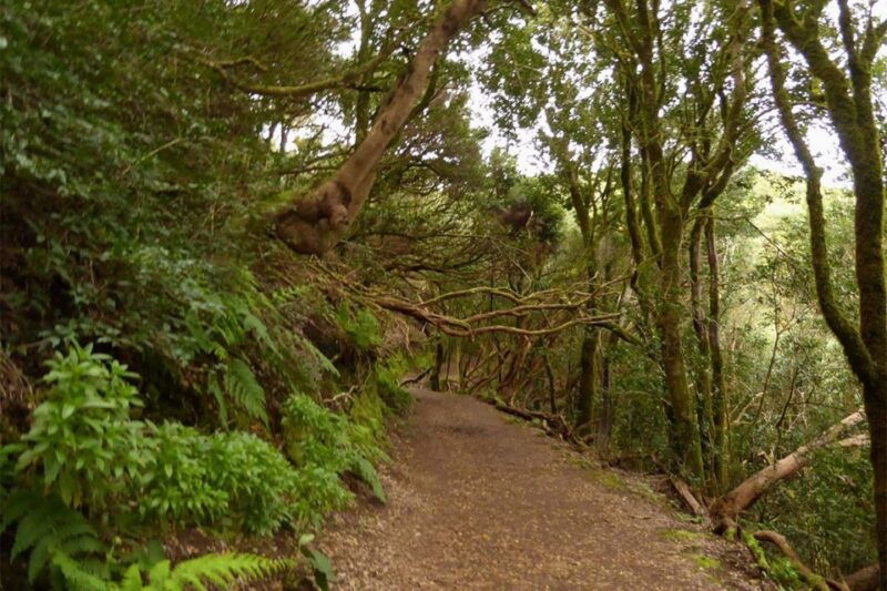 Cruz Del Carmen: Hiking in Anaga With Local Food Products - Activity Overview