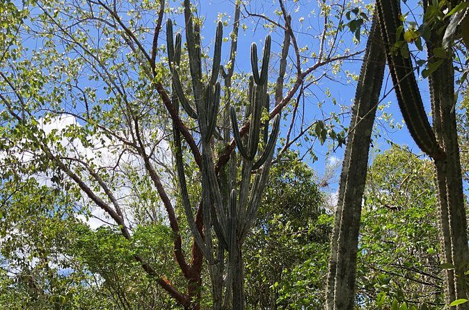 Crystal clear cave: An unforgettable snorkeling - Who Should Consider This Tour?