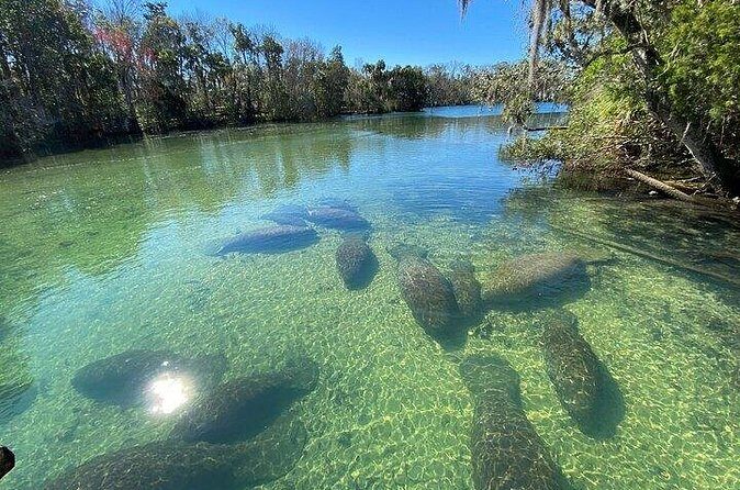Crystal River Boat and Nature Tour - Practical Tips for Your Tour