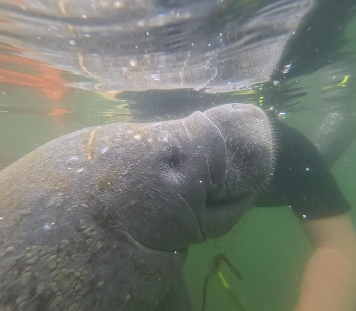 Crystal River: Guided Manatee Snorkeling Tour - Good To Know