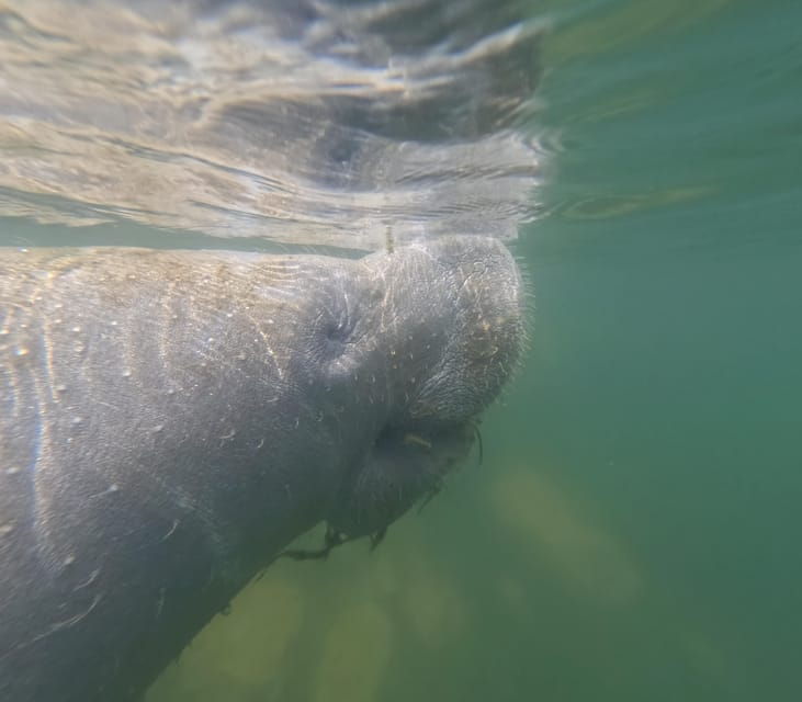 Crystal River: Guided Manatee Snorkeling Tour - Experience and Highlights