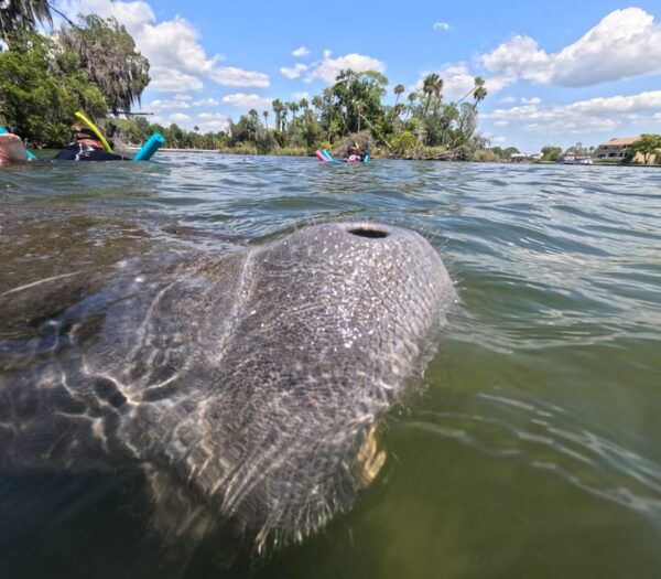 Crystal River: Guided Manatee Snorkeling Tour - Booking and Reservation