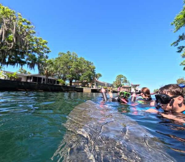 Crystal River: Guided Manatee Snorkeling Tour - What to Bring and Wear