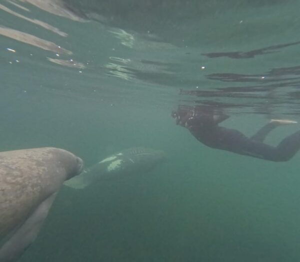Crystal River: Guided Manatee Snorkeling Tour - Frequently Asked Questions