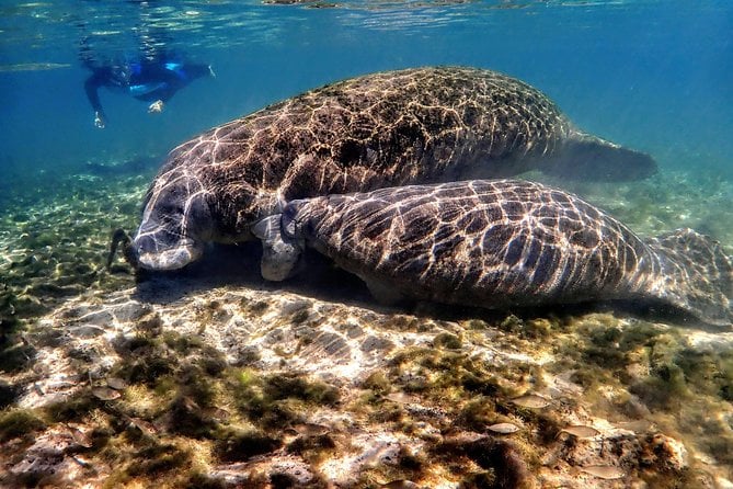 Crystal River Guided Swim With the Manatees - Overview and Whats Included