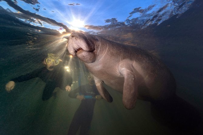 Crystal River Guided Swim With the Manatees - What to Expect