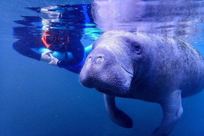 Crystal River Guided Swim With the Manatees - Common Questions