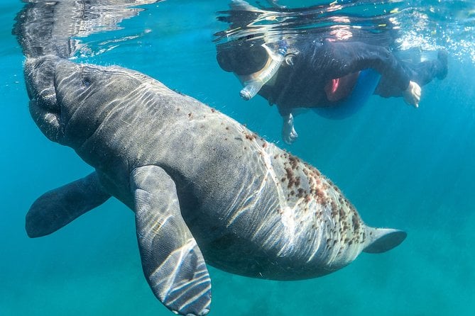 Crystal River Guided Swim With the Manatees - The Sum Up