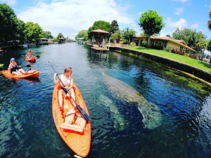 Crystal River: Kayak Rental - Activity Details