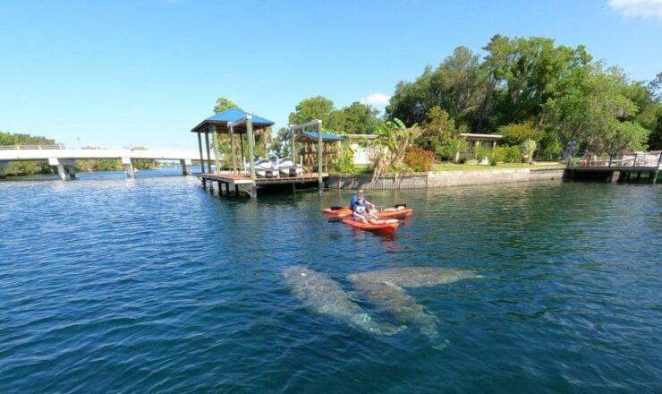 Crystal River: Kayak Rental - Experience Highlights