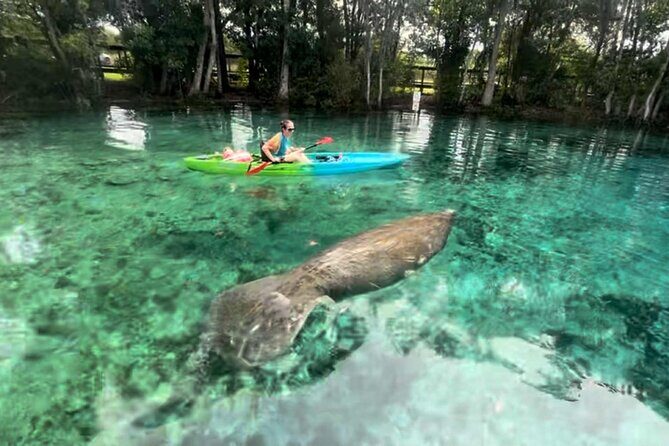 Crystal River Kayak RentalThree Sisters Springs & Manatee Refuge - The Sum Up
