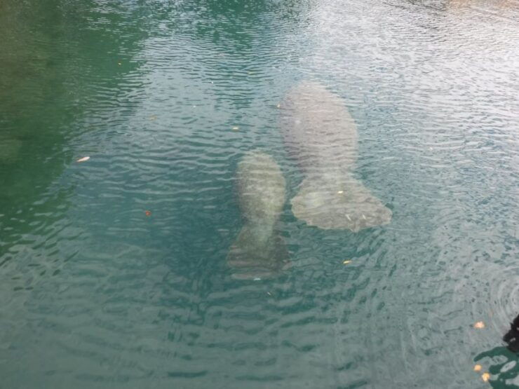 Crystal River: Kings Bay Manatee Sunset Cruise - Activity Details