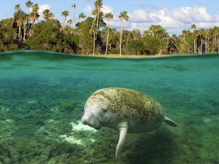 Crystal River: Kings Bay Manatee Sunset Cruise - Experience Highlights