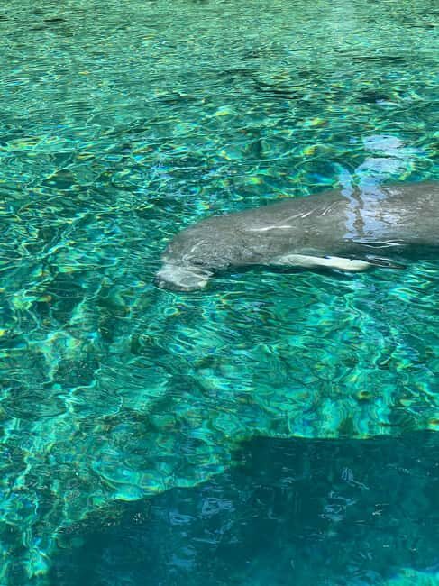 Crystal River: Manatee Season Tour w/ Free Photo Package - What to Expect on the Tour