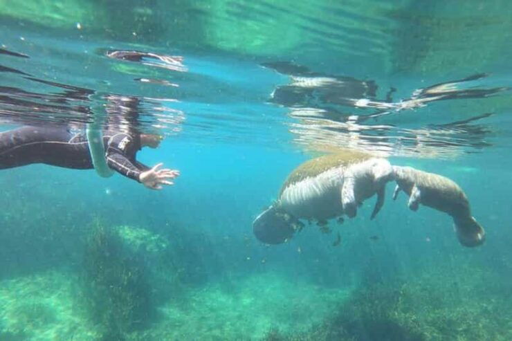 Crystal River: Manatee Snorkel With In-Water Guide - Good To Know