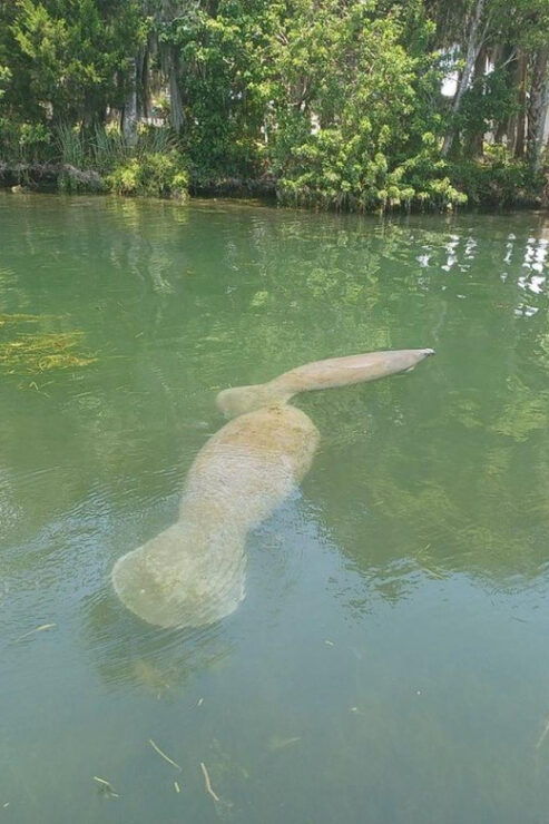 Crystal River: Manatee Snorkel With In-Water Guide - Booking Information