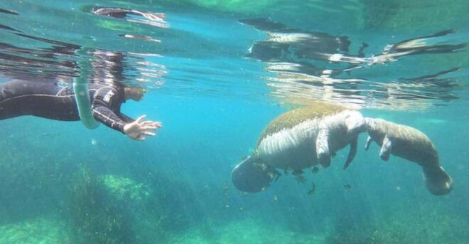 Crystal River: Manatee Snorkel With In-Water Guide - Experience Highlights