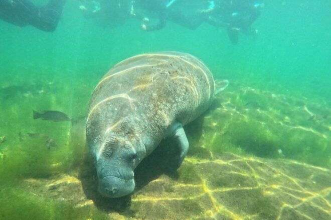 Crystal River: Manatee Snorkel With In-Water Guide - Customer Feedback