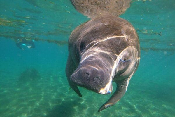 Crystal River: Manatee Snorkel With In-Water Guide - Frequently Asked Questions