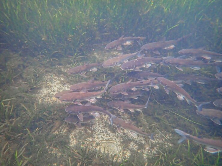 Crystal River: Manatee Swim Group Tour - Activity Details
