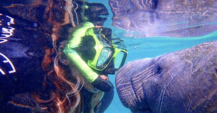 Crystal River: Manatee Swim Group Tour - Experience Highlights