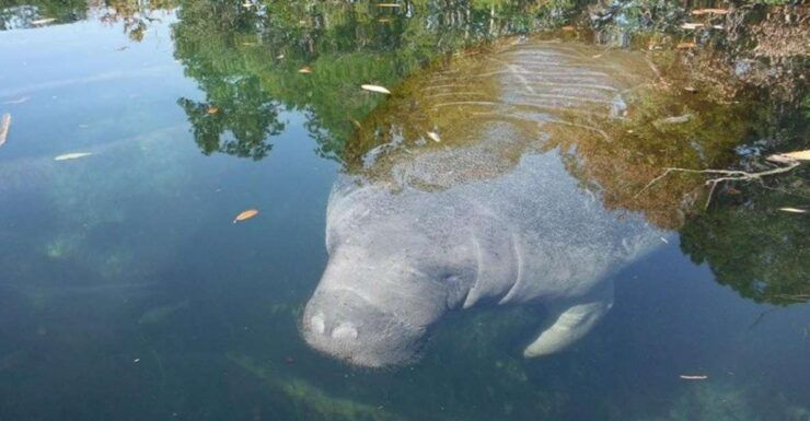 Crystal River: Manatee Viewing Cruise - Activity Details