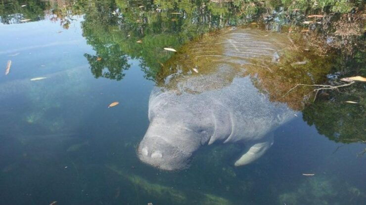 Crystal River: Manatee Viewing Cruise - Activity Highlights