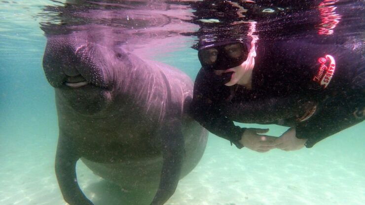 Crystal River: Snorkel With Manatees & Dolphin Airboat Trip - Activity Details