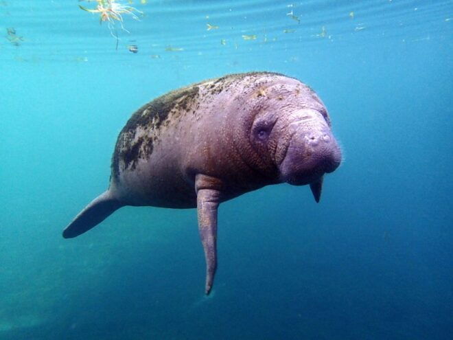 Crystal River: Snorkel With Manatees & Dolphin Airboat Trip - Important Information