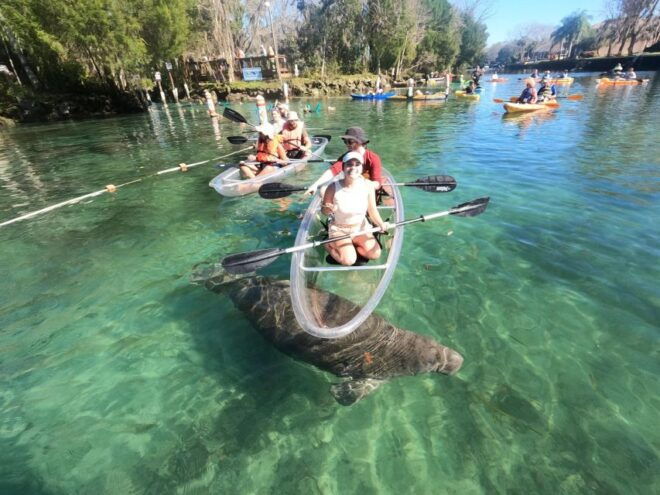 Crystal River: Springs and Manatees Clear Kayak Tour - Description