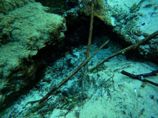 Crystal River: Springs Snorkeling Tour - Explore Natural Springs