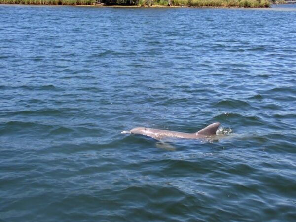 Crystal River: Springs Snorkeling Tour - Wildlife Sightings