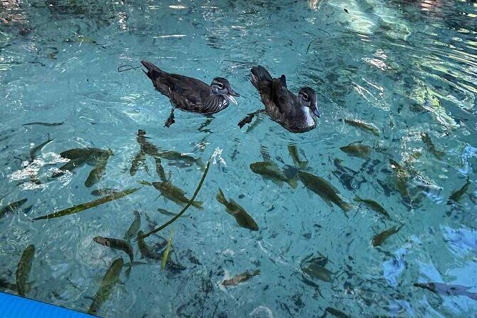 Crystal River: Three Sisters Clear Kayak and Snorkeling Tour - FAQ