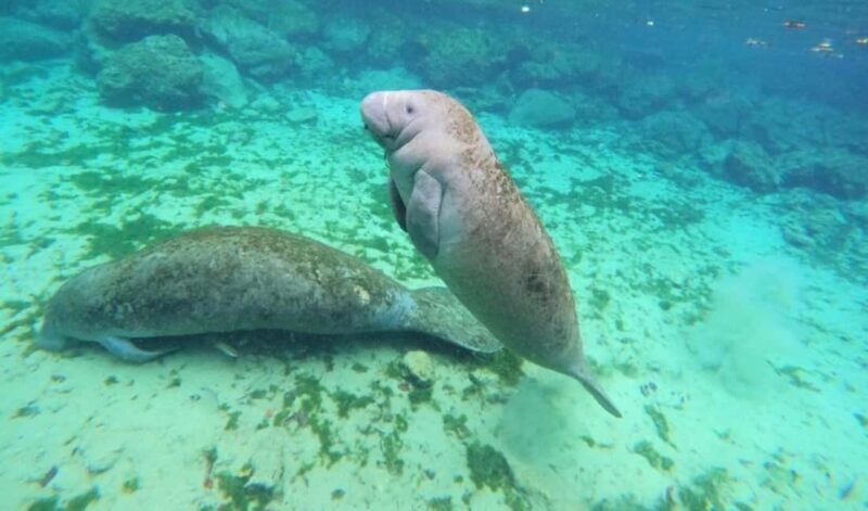 Crystal River: VIP Kayak and Swim with Manatees Tour - Good To Know