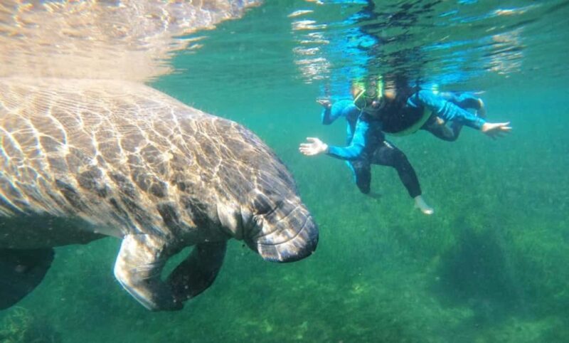 Crystal River: VIP Kayak and Swim with Manatees Tour - The Sum Up