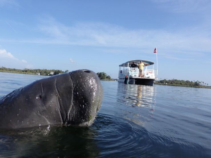 Crystal River: VIP Manatee Swim W/ In-Water Photographer - Activity Details and Options