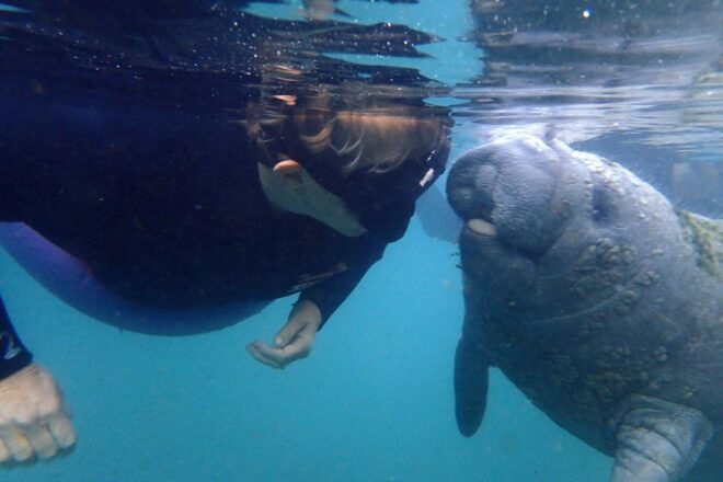 Crystal River: VIP Manatee Swim W/ In-Water Photographer - Full Description of the Activity