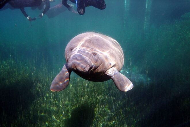 Crystal River: VIP Manatee Swim W/ In-Water Photographer - Customer Reviews