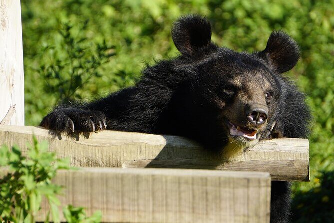 Cuc Phuong National Park and Bear Sanctuary Full Day Tour - Wrapping Up and Return to Hanoi