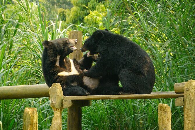 Cuc Phuong National Park and Bear Sanctuary Full Day Tour - Why This Tour Is Worth It