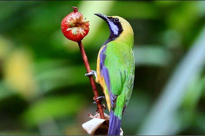 CUC Phuong National Park One Day Small Group - What the Tour Does Well