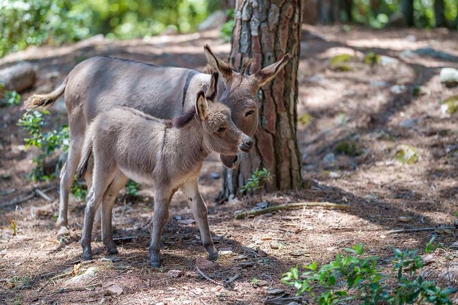 Cuddling and Picnic With Donkeys at Monte Cresia - The Sum Up